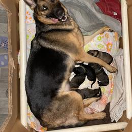 German Shepherd Puppies from Cadillac Canine