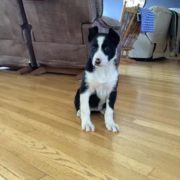 Border Collie Puppies from Forthright Farms