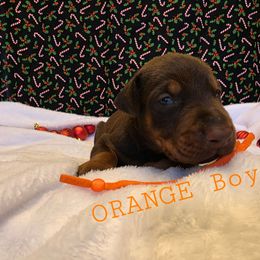 Orange - Red and rust male Doberman Pinscher puppy in Knox, Indiana from Double River Dobermans