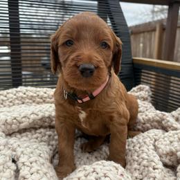 Pink - Red  female Goldendoodle puppy in Buda, Texas from Anita’s Doodles
