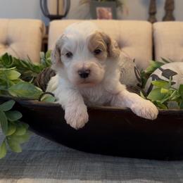 Dustin - Yellow and white male Bernedoodle puppy in Cartersville, Georgia from Simply Blessed Doodles