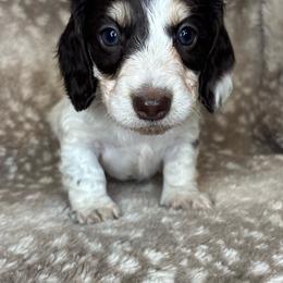 Milkyway AKC - Chocolate and cream male Dachshund puppy in Osage, Oklahoma from Vandruff Creek Mini Dachshunds