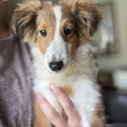 Tails - Sable and white male Shetland Sheepdog puppy in Mi   Clarkston, Michigan from Heslip Family Puppies