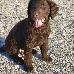 Curly-Coated Retriever Puppies from Betacoil Curly Coated Retrievers