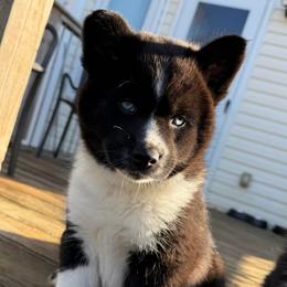 Aurora - Black and white female Pomsky puppy in La Vergne, Tennessee from Atencio Pomsky