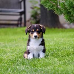 Pepper - Black and white female Companion Cross puppy in Malad City, Idaho from FreckledCowgirlPuppies