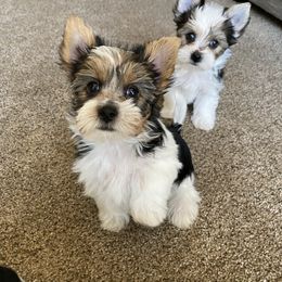 Yorkshire Terrier Puppies from Devine Yorkies