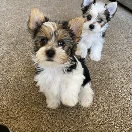 Yorkshire Terrier Puppies from Devine Yorkies