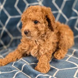 Forest - Champagne male Maltipoo puppy in Granada Hills, California from Sheryls Puppies