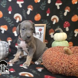 Cider - Blue female Great Dane puppy in Spiro, Oklahoma from Big Birch Danes