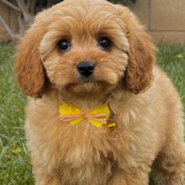 Dot (Yellow Collar Girl) - Red female Cavapoo puppy in Gilbert, Arizona from Azteddybeardoodles
