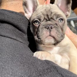 French Bulldog Puppies from Piper’s Pups