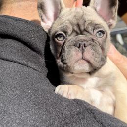 French Bulldog Puppies from Piper’s Pups