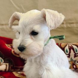 Lila - White female Miniature Schnauzer puppy in Moreauville, Louisiana from Bayou Schnauz and Dals