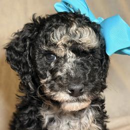 Cheyenne - Merle female Goldendoodle puppy in Saint Louis, Missouri from Jax Doodles