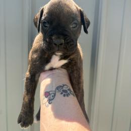 Daisy - Brindle female Boxer puppy in Louisville, Kentucky from Nelson’s Fancy Frenchies and Bulldogs