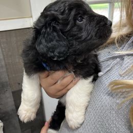 July F1 ICA Black girl 2 - Black female Pyredoodle puppy in Prescott, Washington from Washington Bernedoodles & Pyredoodles