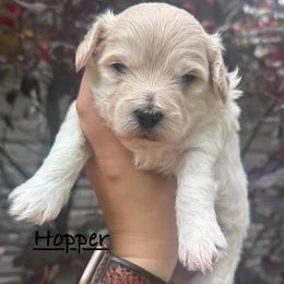 Hopper - Cream male Maltipoo puppy in Traverse City, Michigan from Riyem Wildflower Farms