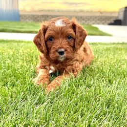 Gunner - Apricot male Cavapoo puppy in Pasco, Washington from Columbia Basin Puppies