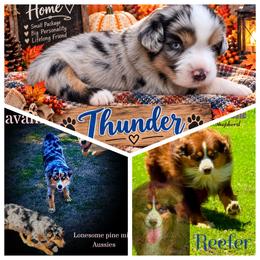Thunder - Blue merle male Miniature Australian Shepherd puppy in Idalou, Texas from Lonesome Pine Mini Aussies
