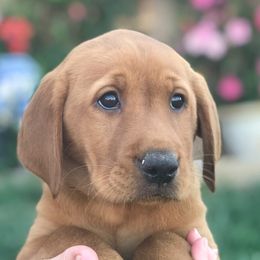 Goldendoodle, Labradoodle, Labrador Retriever, and Poodle Puppies from Katie K9