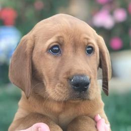 Goldendoodle, Labradoodle, Labrador Retriever, and Poodle Puppies from Katie K9