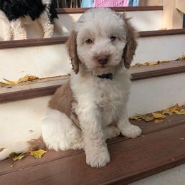 Georgie - Brown and white male Bernedoodle puppy in Placerville, California from Quartz Mountain Doodles