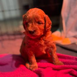 Jingles - Red female Cavapoo puppy in Gainesville, Florida from Alyssa Xxweetdoodles