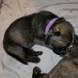 Yoshi (Purple female) - Sable female German Shepherd puppy in Winchester, Kentucky from Del Lago Canine