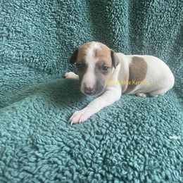 Italian Greyhound Puppies from Bahia Verde’s Kennels