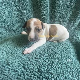 Italian Greyhound Puppies from Bahia Verde’s Kennels