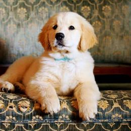 Golden Retriever Puppies from 2 Rivers Goldens