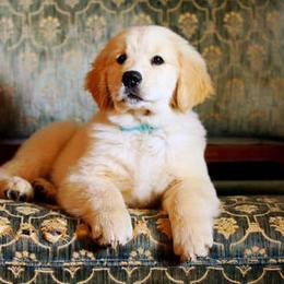 Golden Retriever Puppies from 2 Rivers Goldens