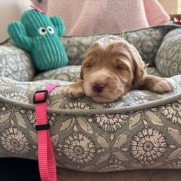 Ariat - Red  female Goldendoodle puppy in Chino Valley, Arizona from Bass Creek Doodles
