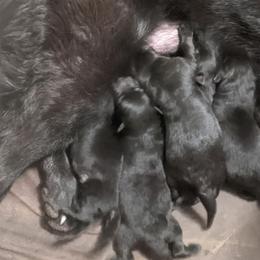 Orange - Black male German Shepherd puppy in Luna, New Mexico from Von De León German Shepherds