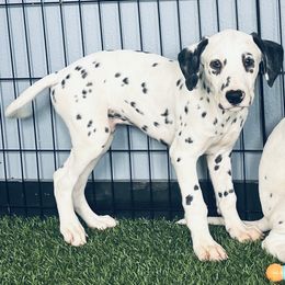 Prince - LUA - White and black male Dalmatian puppy in Sedalia, Missouri from Missouri Dalmatians