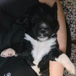 Boy 1 - Black and white male Bernedoodle puppy in Mckenzie, Tennessee from Small Town Doodles & Poodles