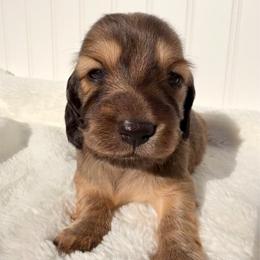 Shaded Red - Red female Dachshund puppy in Nampa, Idaho from Long_and_Low_Dachshunds