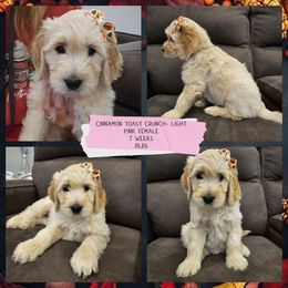 Cinnamon Toast Crunch - Cream female Goldendoodle puppy in Zanesville, Ohio from Oodles of Doodles & Poos