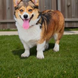 Zoe - Pembroke Welsh Corgi
