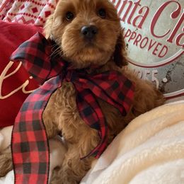 Australian Labradoodle Puppies from Wild Daisy Labradoodles