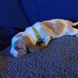 Bright green - Lemon and white female Basset Hound puppy in Santa Rosa, California from Redwood Coast bassetts