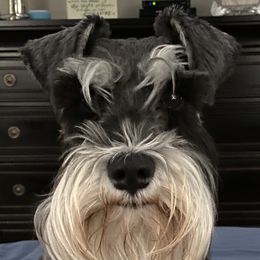 Macie - Miniature Schnauzer
