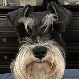 Macie - Miniature Schnauzer
