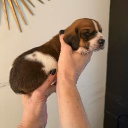 Abner - Mahogany and white male Basset Hound puppy in Cadillac, Michigan from Garrow Danes House of Blues