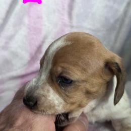Piebald - Piebald female Dachshund puppy in Crab Orchard, Kentucky from Lucy’s legacy dachshunds