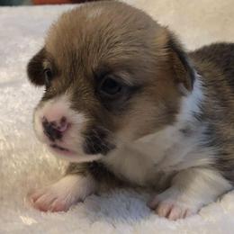 American Corgi and Pembroke Welsh Corgi Puppies from Red White & Bluie Corgi
