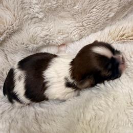 Boy 1 - Tricolor male Shih Tzu puppy in Citrus Heights, California from The Lion dog Shih Tzu