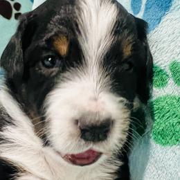 Girl 2 - Black Australian Shepherd puppy in New York from Breezy Woods Aussies