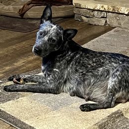 Boo - Australian Cattle Dog